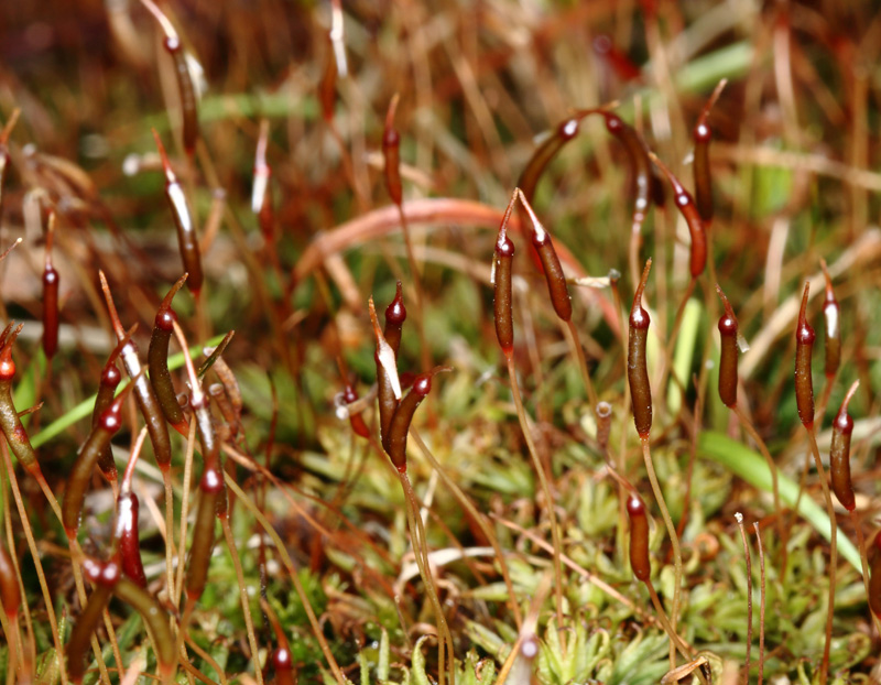 Atrichum altecristatum
